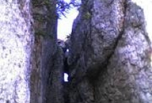 Rezervatia Naturala Padurea Crivineni poza